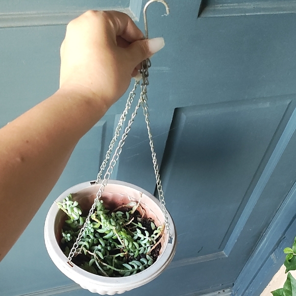 Hanging Planter - Picture 2 of 3